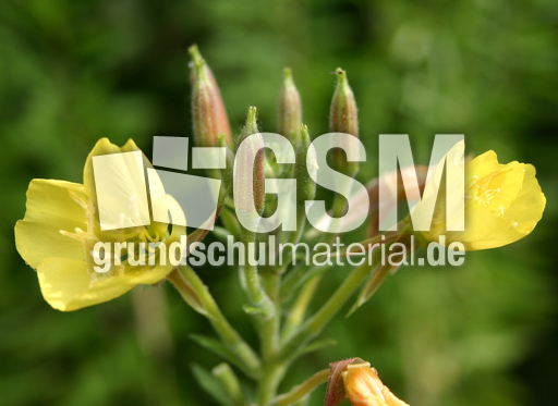 Gemeine-Nachtkerze-1.jpg